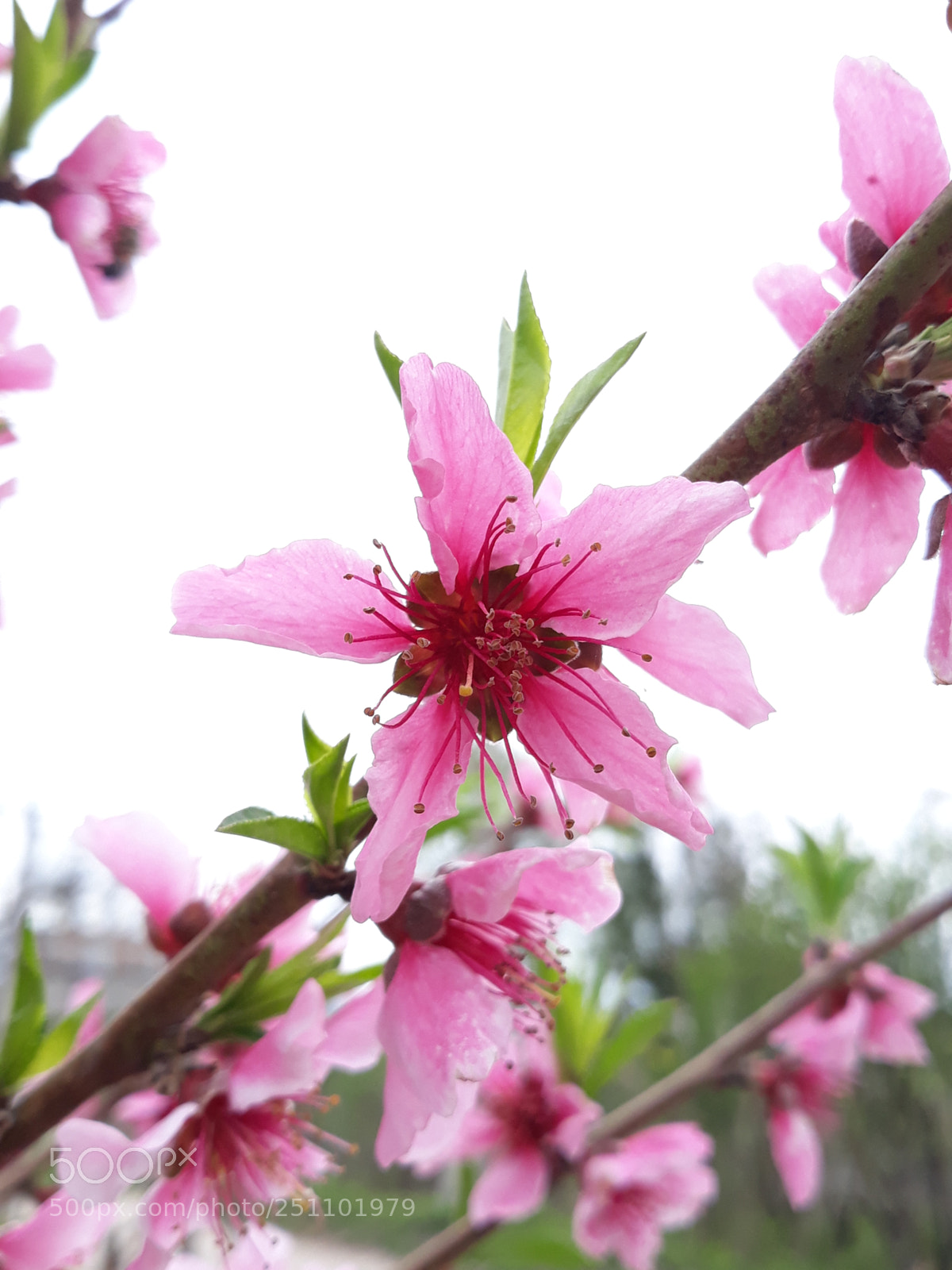 Samsung Galaxy J7 sample photo. Spring is here photography