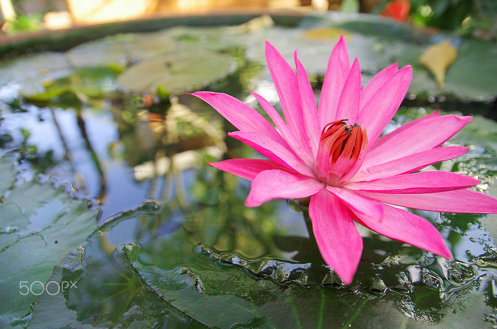 Pentax K-5 IIs sample photo. Pinky lily photography