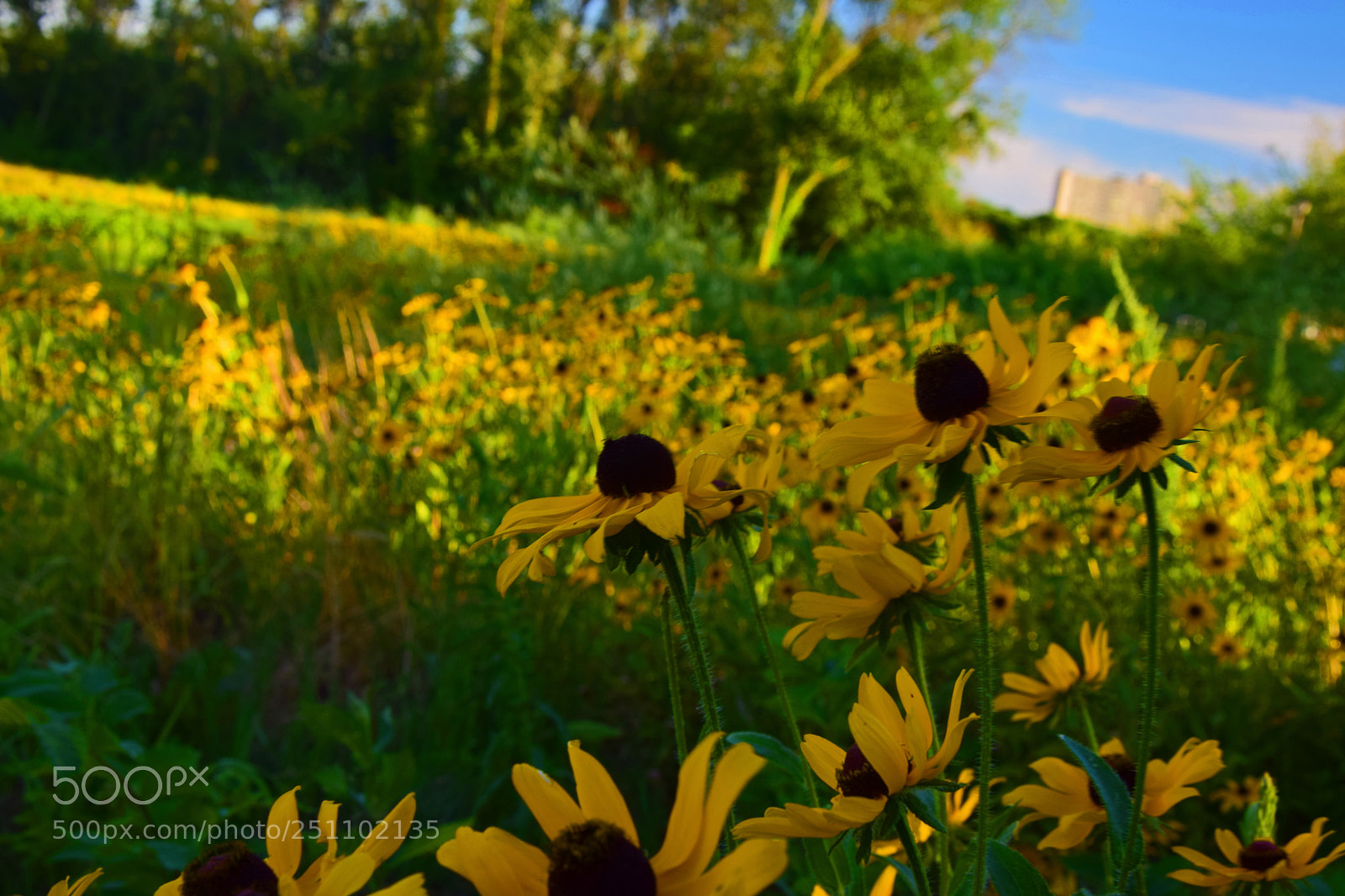 Nikon D5300 sample photo. Field of flowers photography