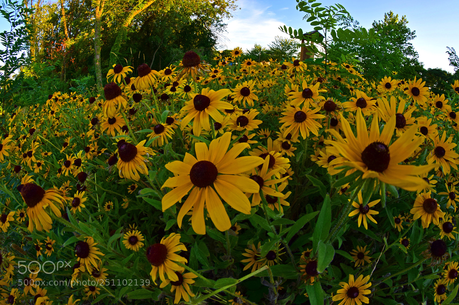 Nikon D5300 sample photo. Fisheye flowers photography