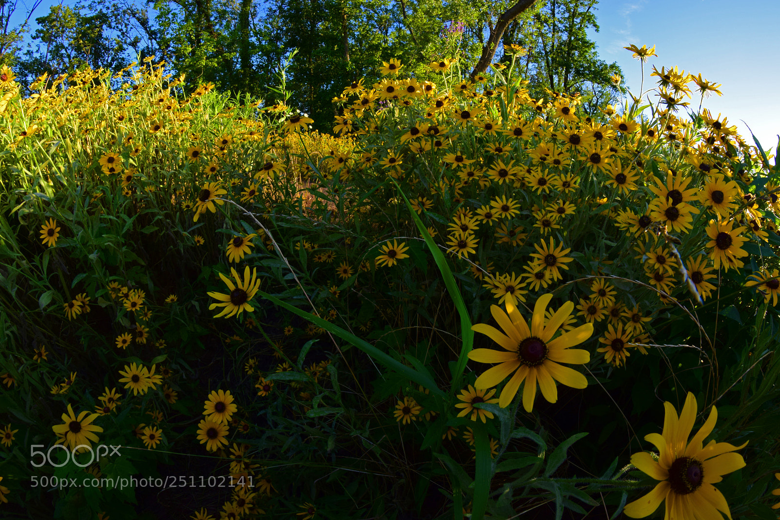 Nikon D5300 sample photo. Field of flowers ii photography