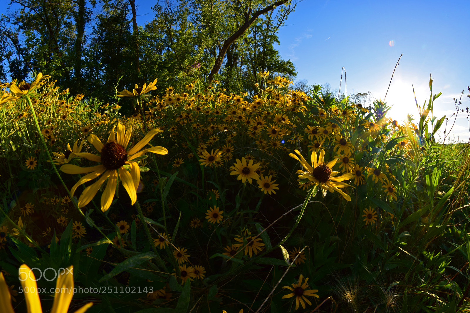Nikon D5300 sample photo. Fisheye flowers ii photography