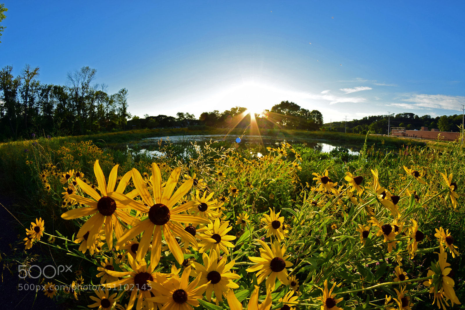 Nikon D5300 sample photo. Wetland flowers photography