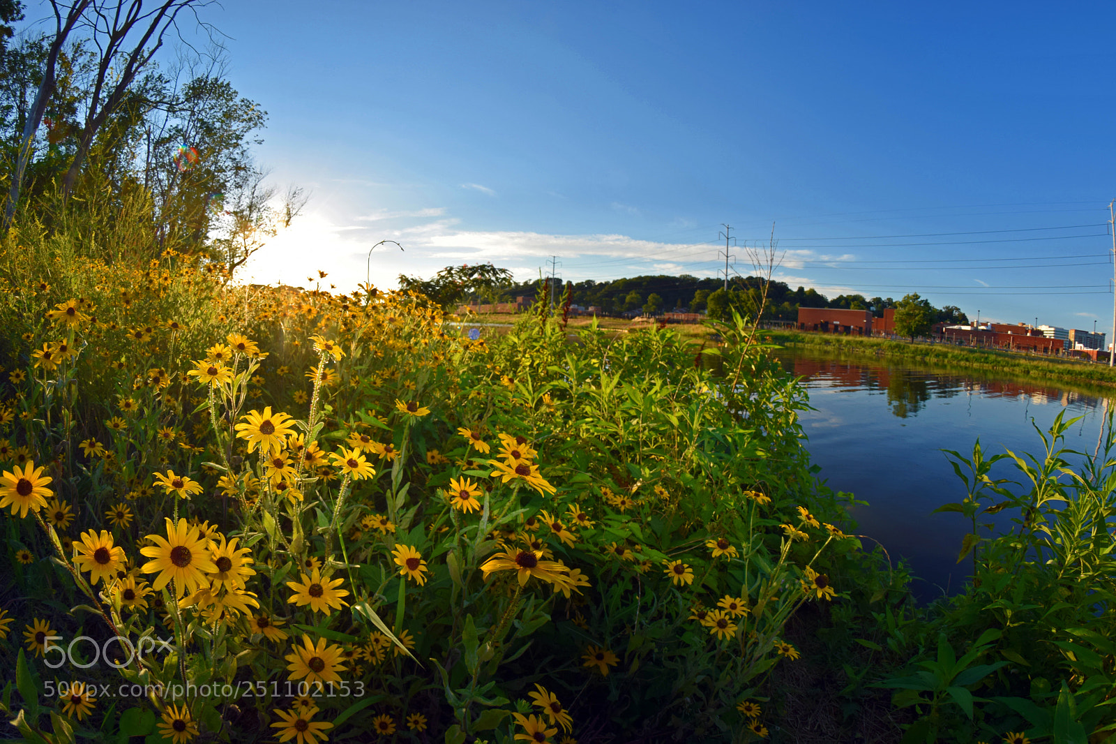 Nikon D5300 sample photo. Wetland flowers ii photography
