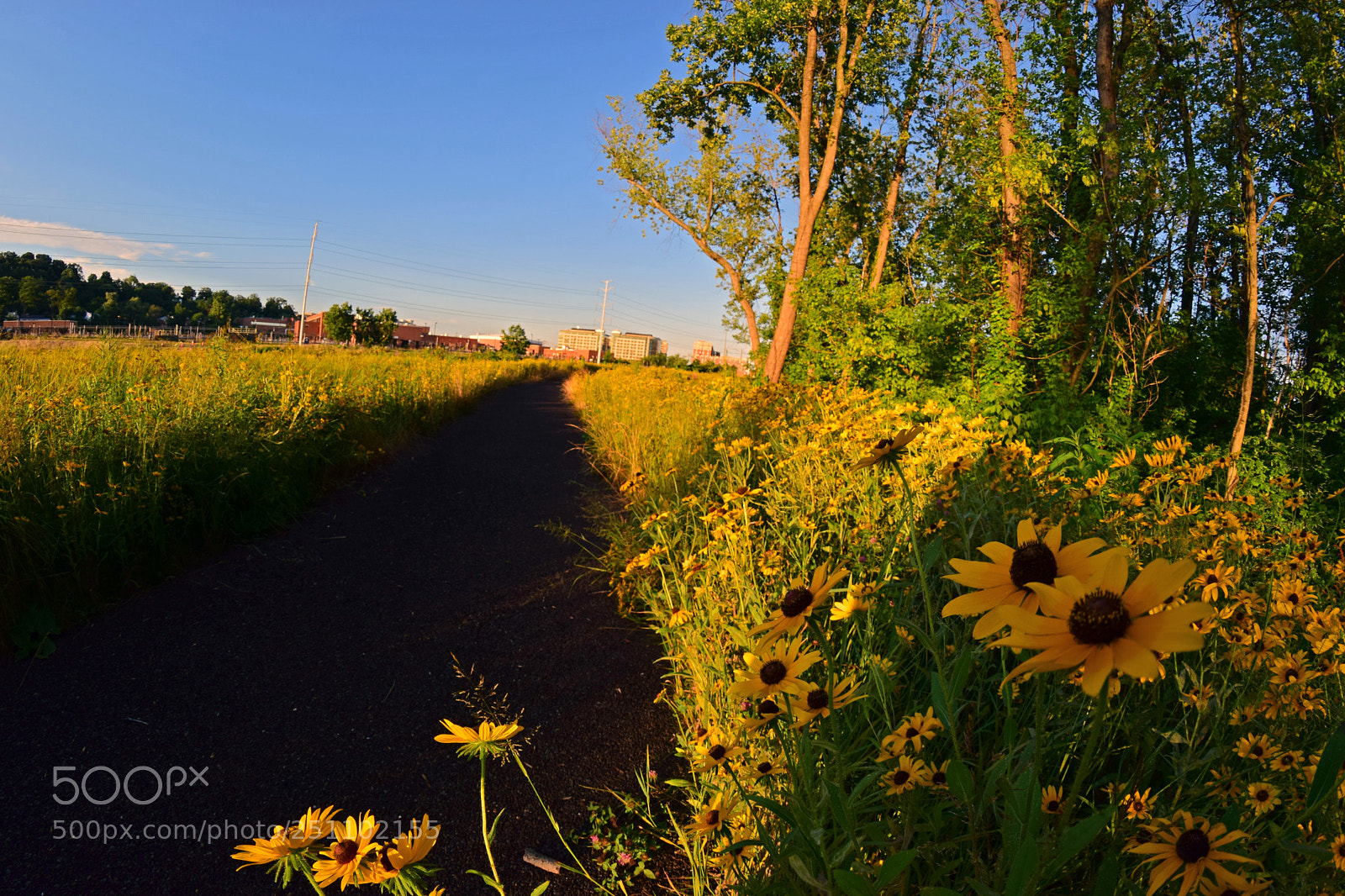 Nikon D5300 sample photo. Yellow road ii photography