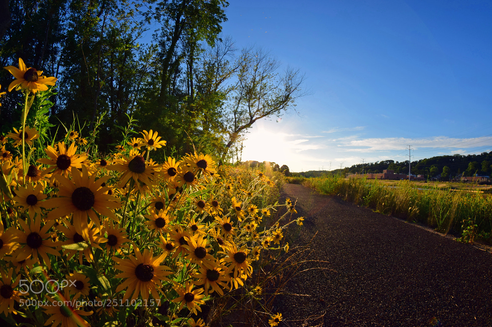 Nikon D5300 sample photo. Yellow road iii photography