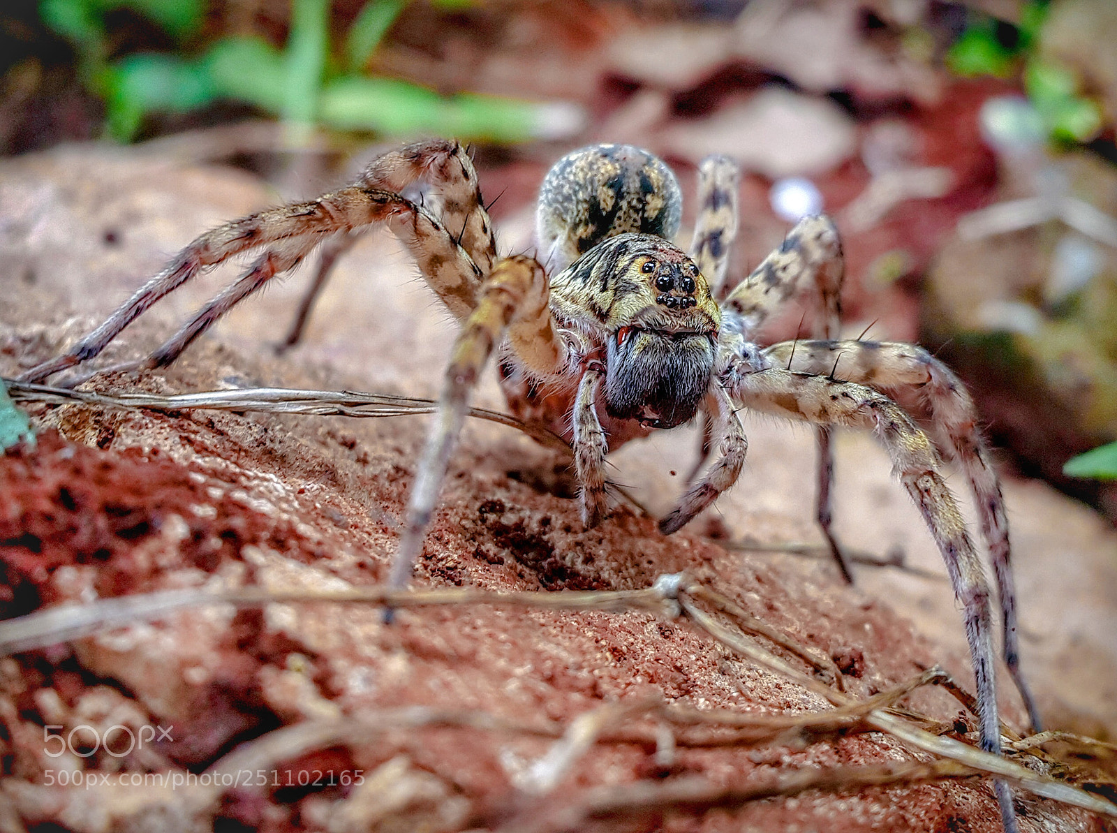 Samsung Galaxy Note4 sample photo. Spider photography