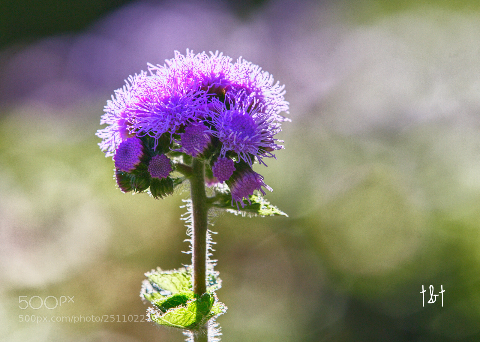 Canon EOS 7D sample photo. Untitled photography