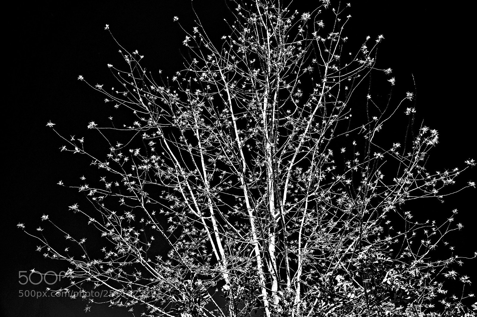 Nikon D90 sample photo. Black and white photography