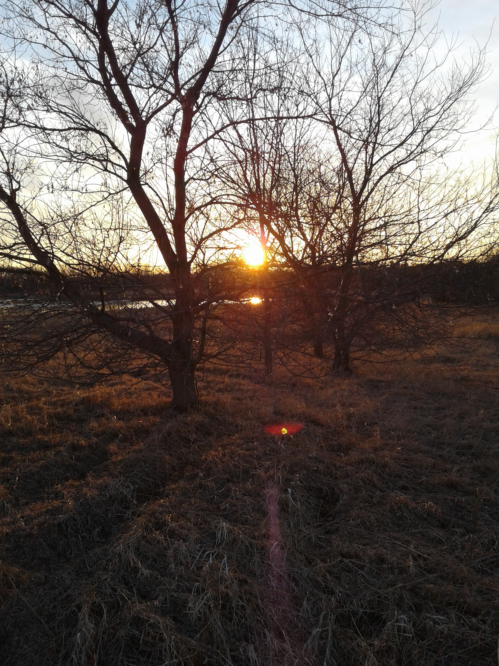 Samsung Galaxy On5 sample photo. Sunny tree photography