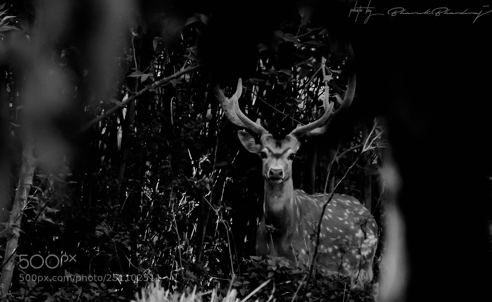Nikon D5300 sample photo. Spotted deer photography