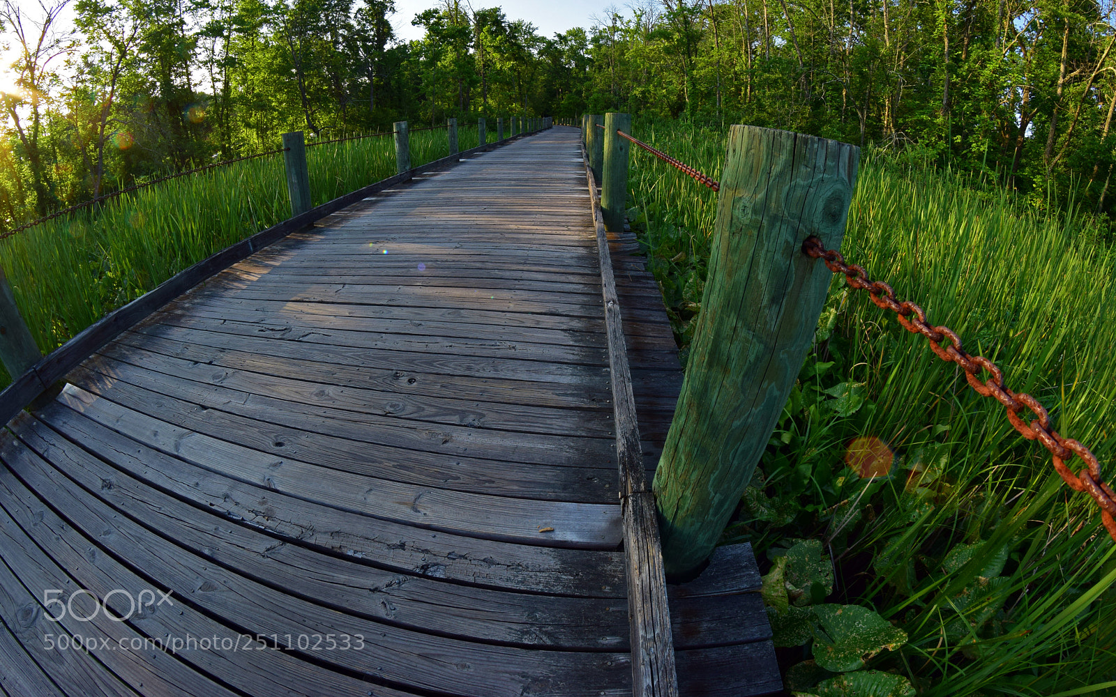 Nikon D5300 sample photo. A certain shade of photography