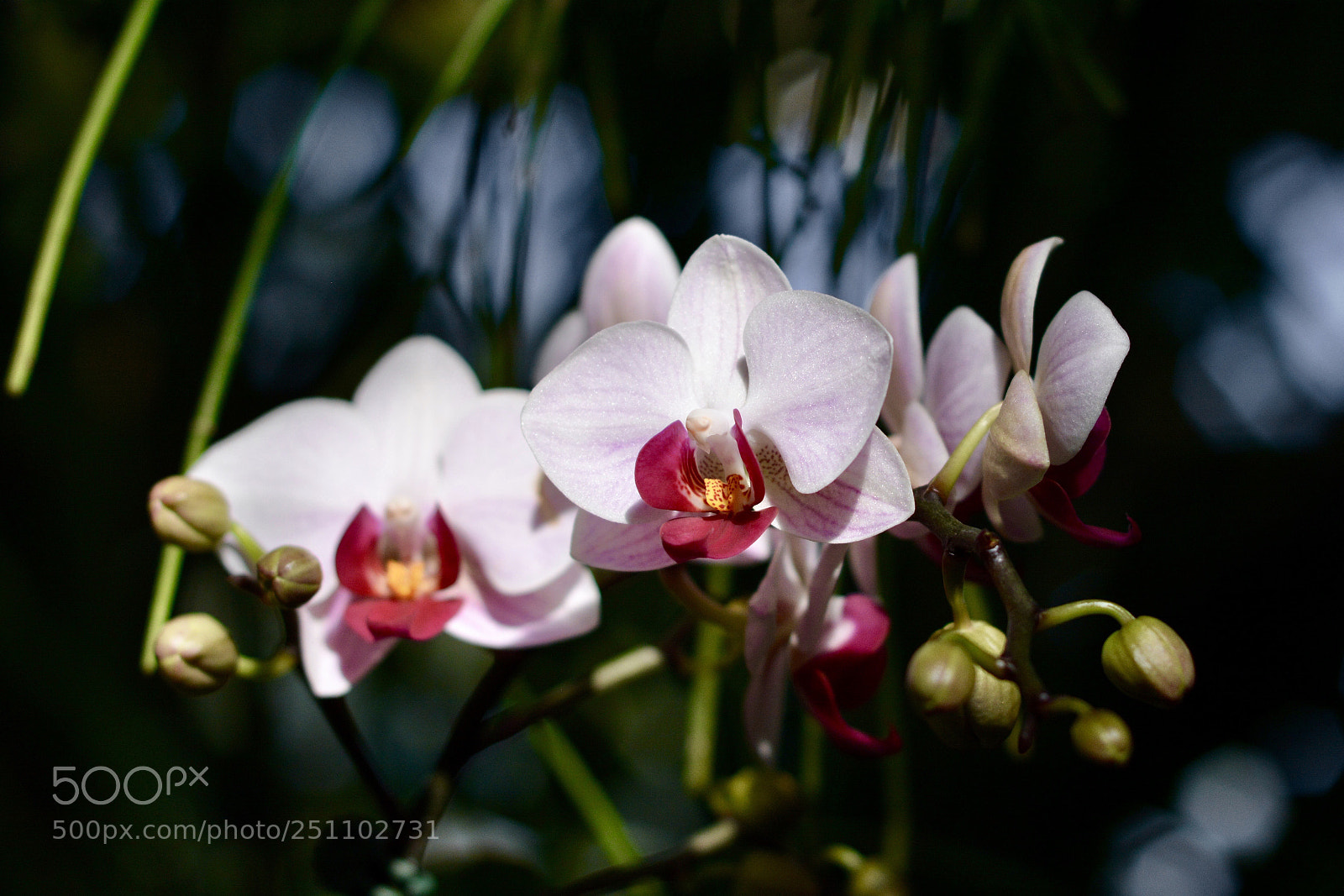Nikon D7100 sample photo. The orchid show at photography