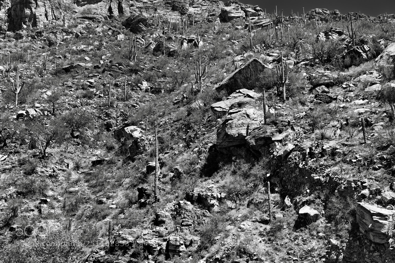 Nikon D800E sample photo. A rugged hillside of photography