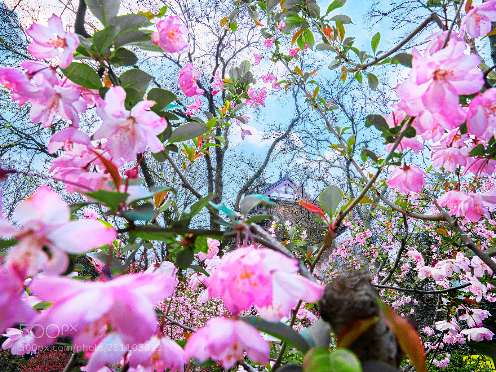 Sony a7R II sample photo. 繁花似锦 photography