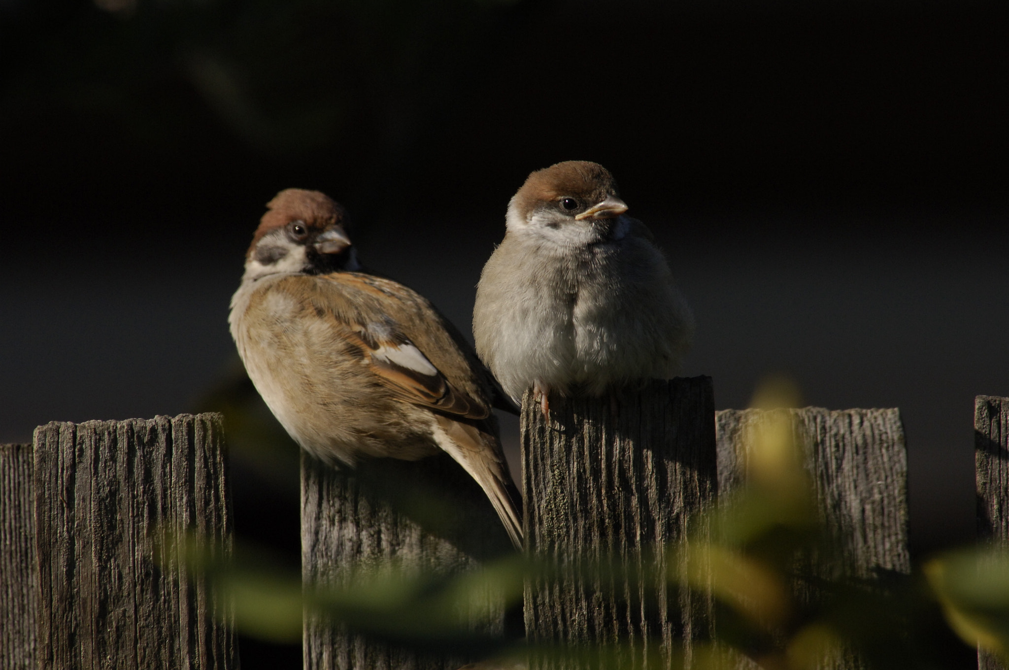 Nikon D2X sample photo. Two young friends photography