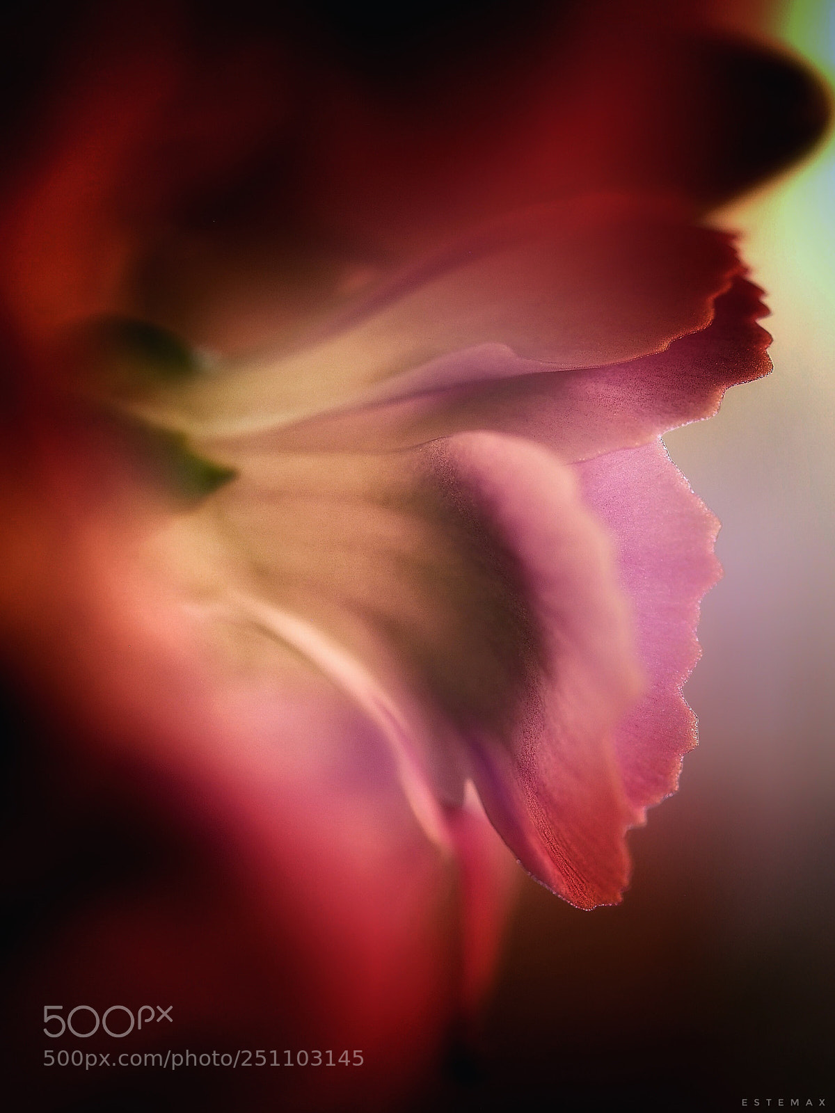 Olympus OM-D E-M1 sample photo. Little pink kiss photography