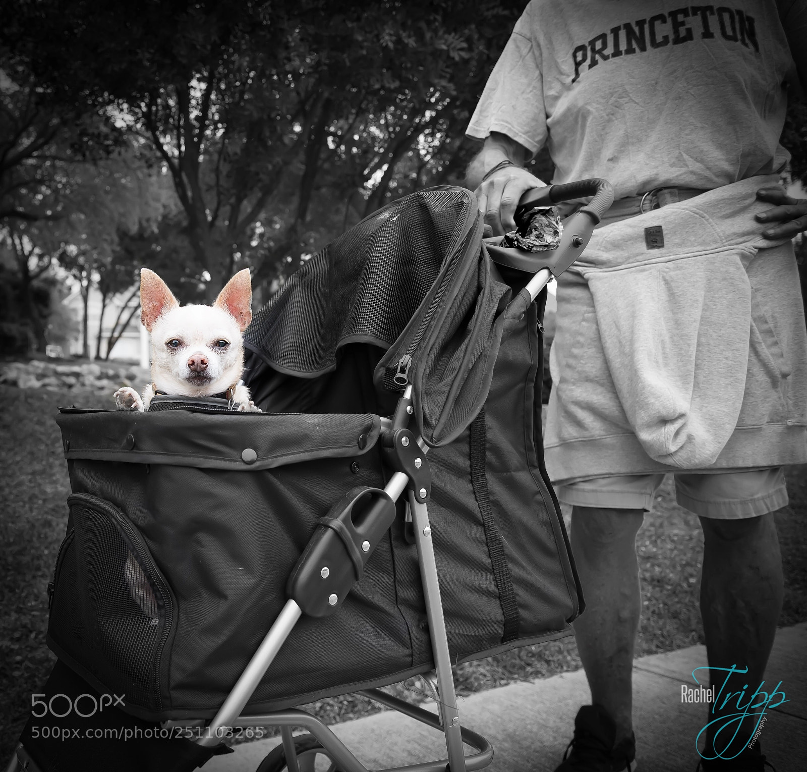 Nikon D610 sample photo. Tater tot gets what photography