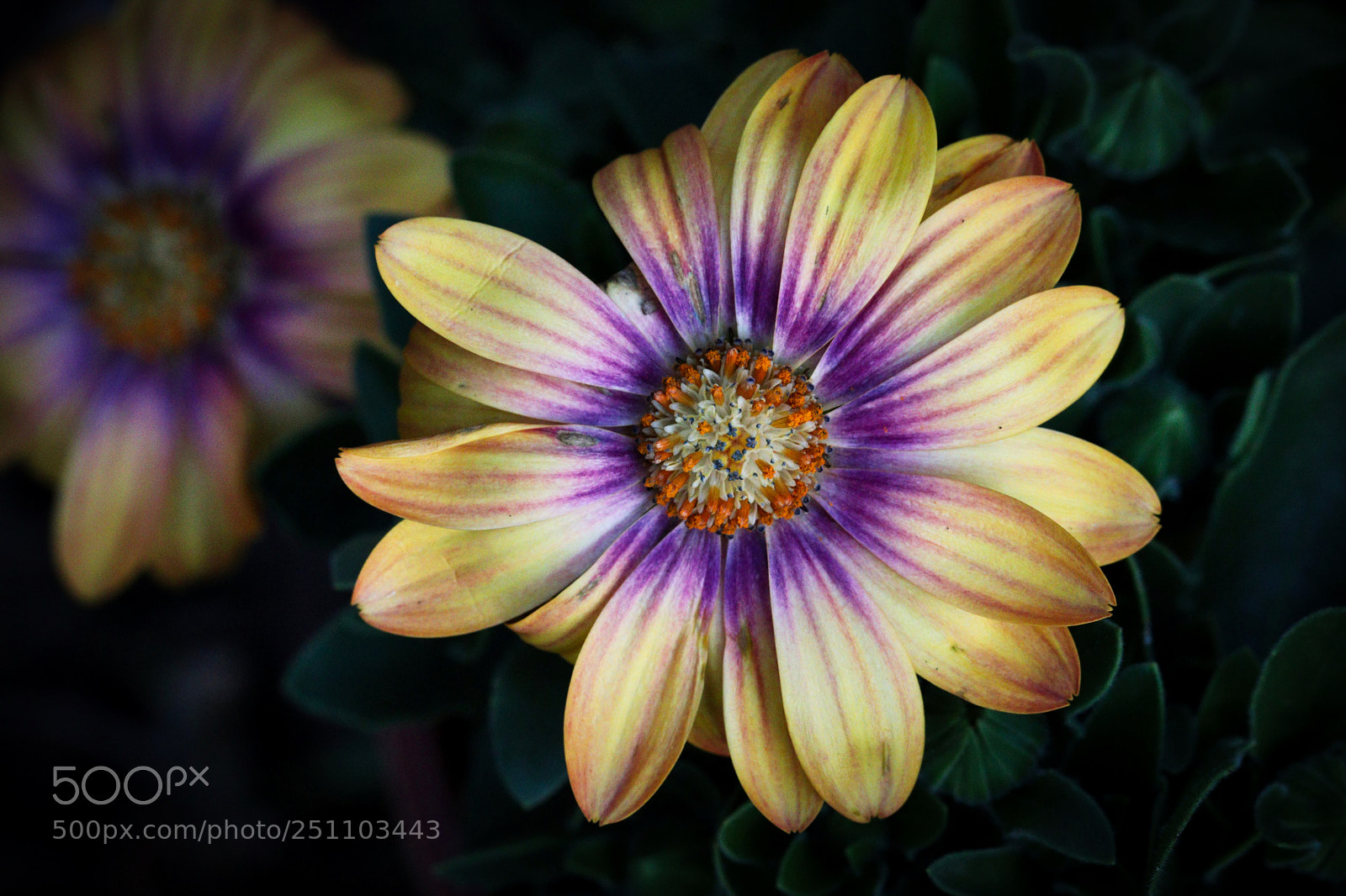 Canon EOS 77D (EOS 9000D / EOS 770D) sample photo. Osteospermum photography