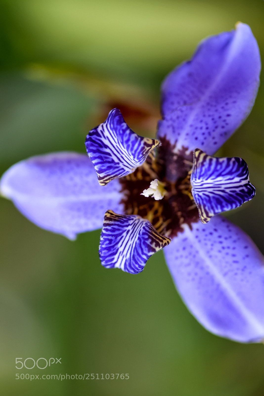 Nikon D610 sample photo. Regina blue walking iris photography