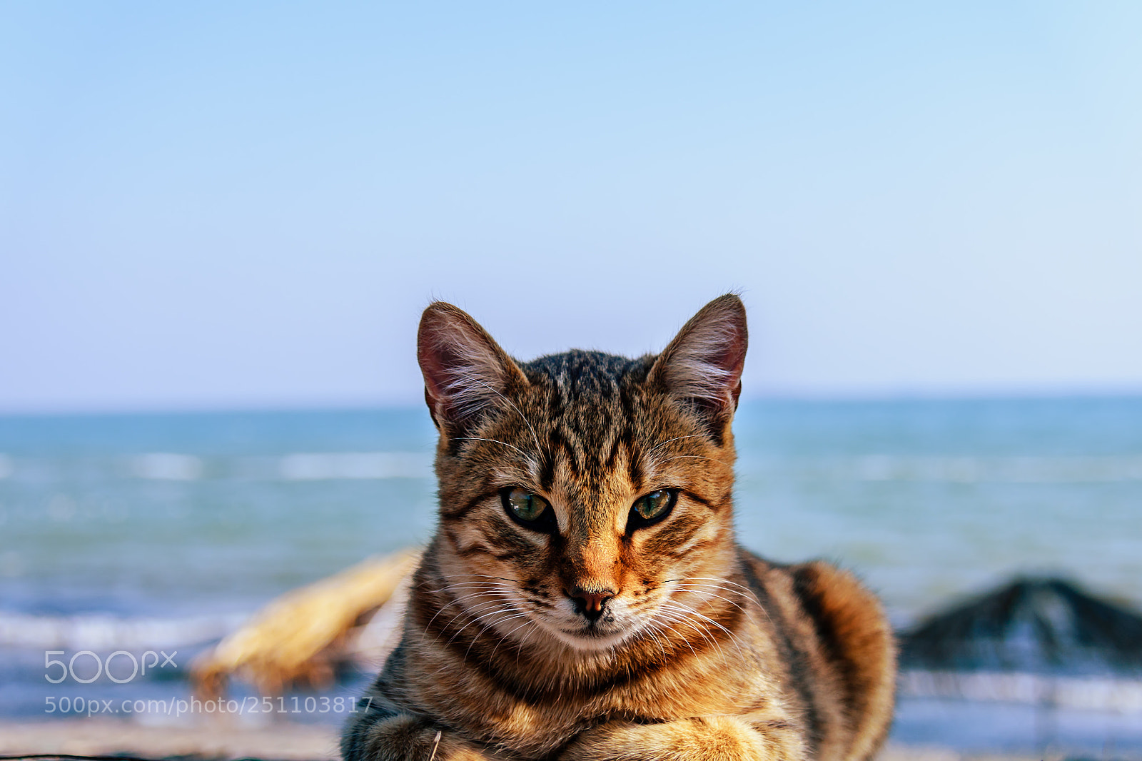 Nikon D810 sample photo. Gray cat on the photography