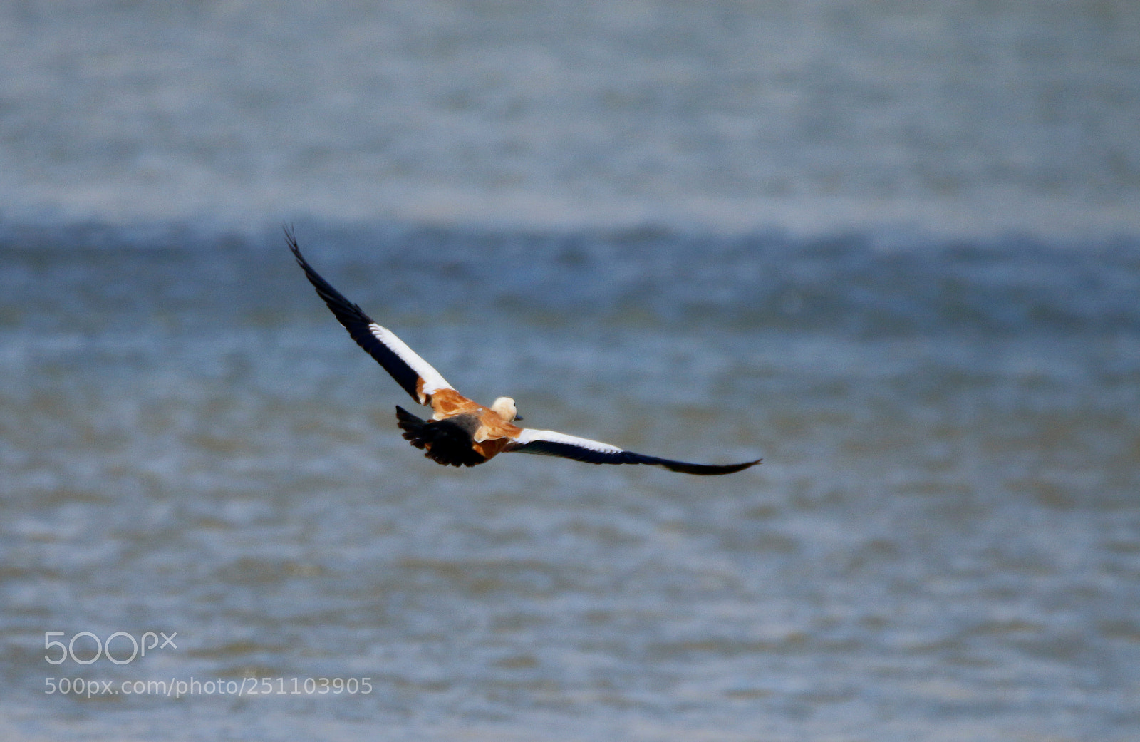 Canon EOS 70D sample photo. Flight photography