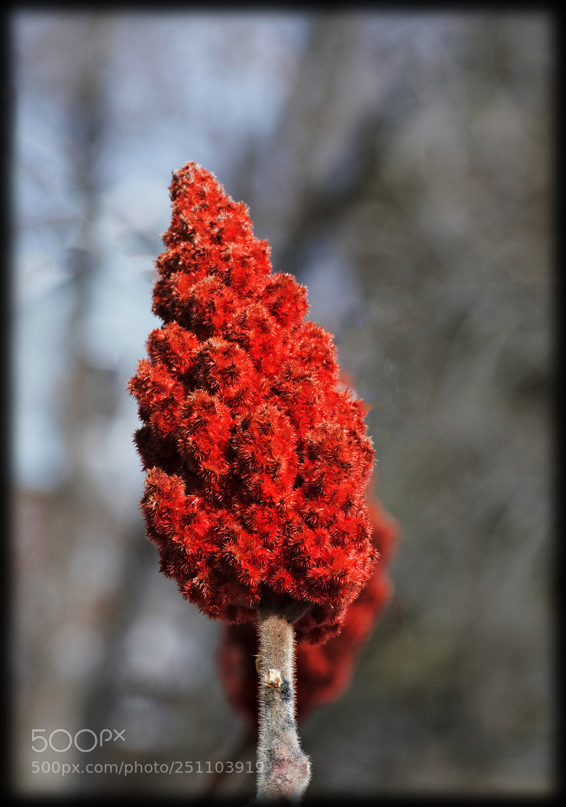 Nikon D3300 sample photo. Red sumac in the photography