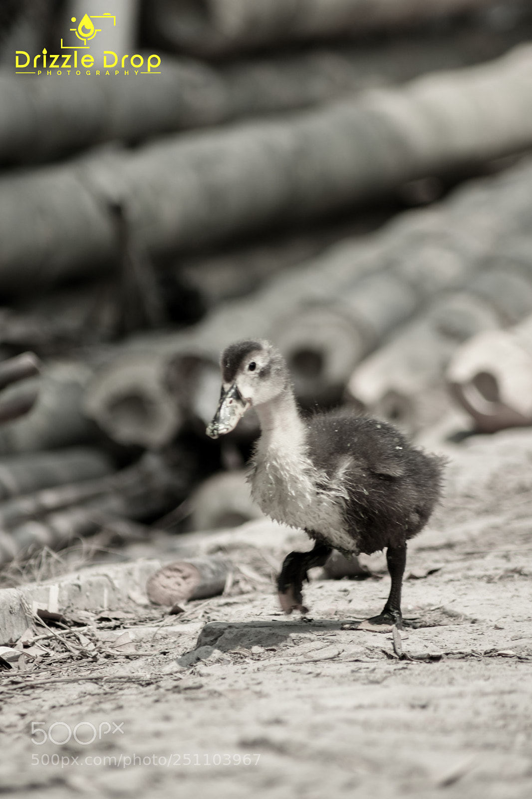 Nikon D7200 sample photo. Alone duck photography