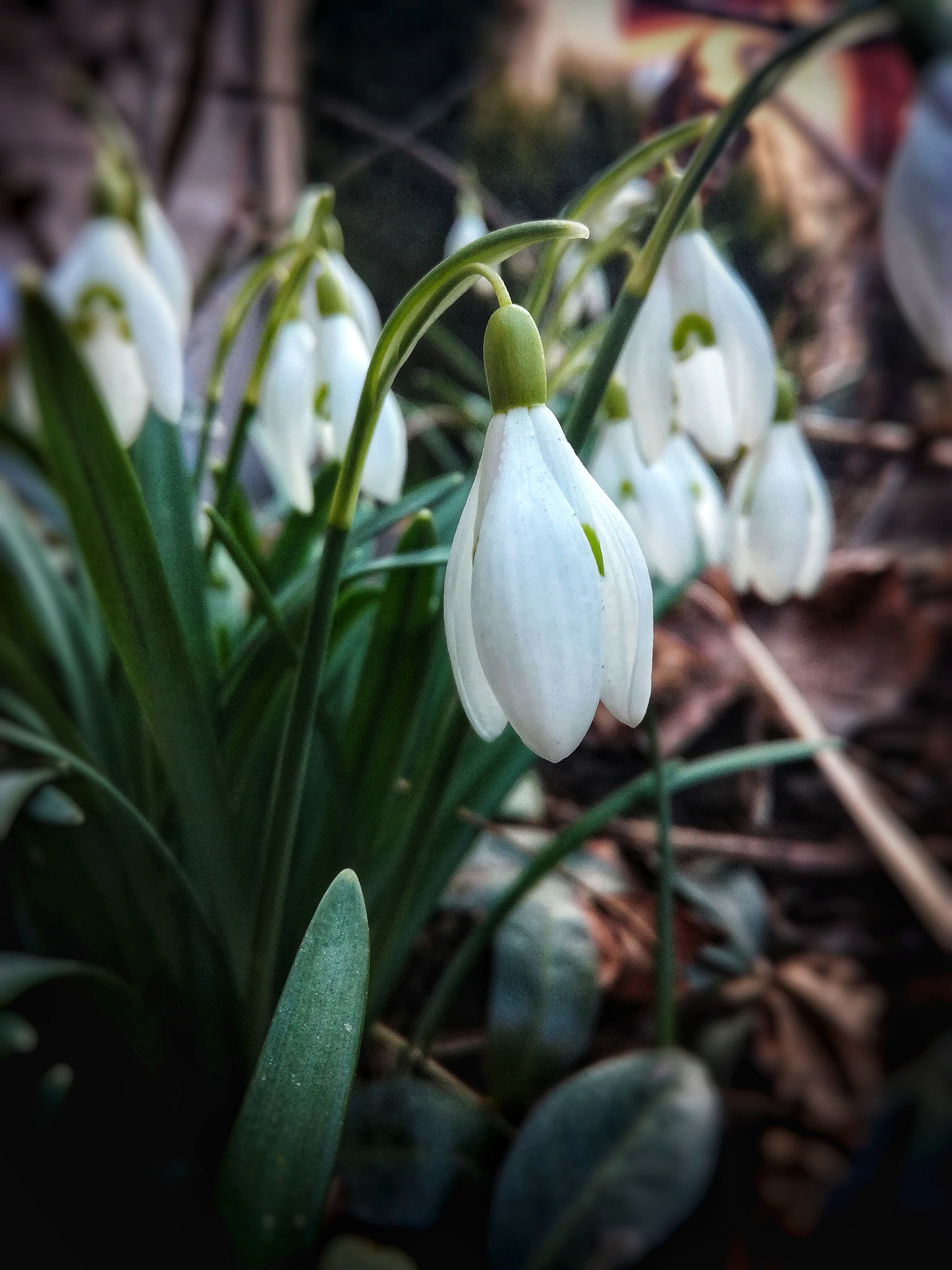 HUAWEI Honor 5C sample photo. Galanthus nivalis... photography