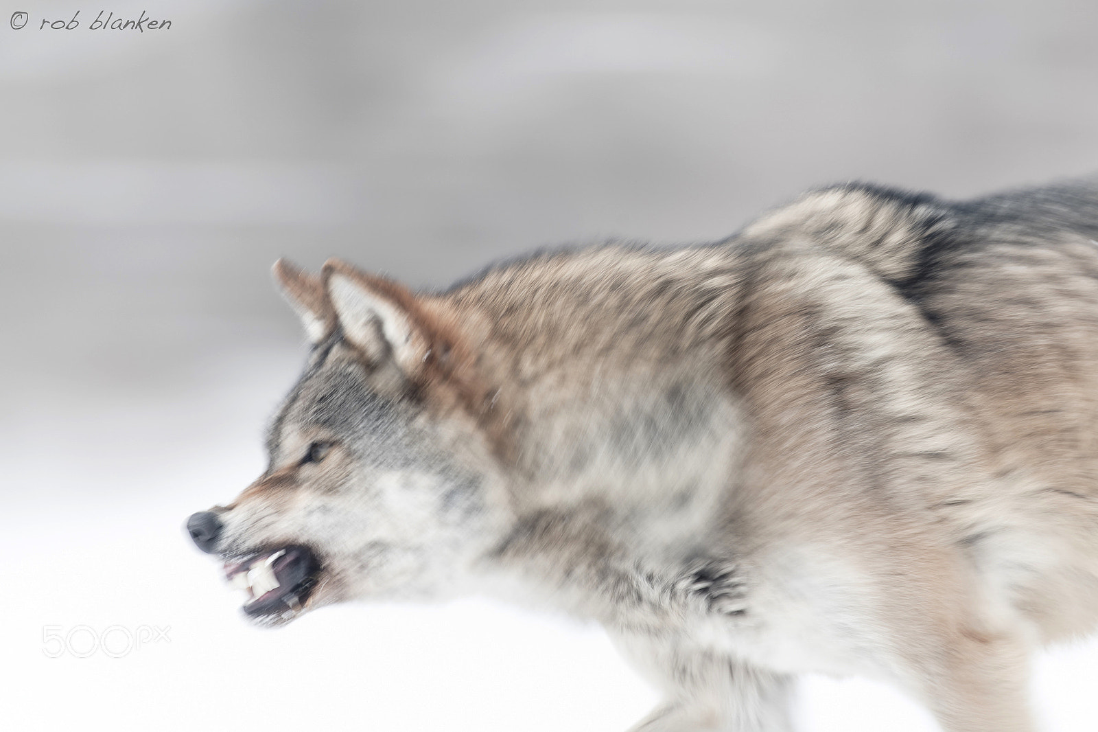 Nikon D850 sample photo. Gray wolf photography
