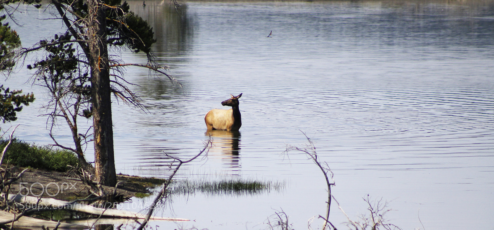 Canon EOS 1200D (EOS Rebel T5 / EOS Kiss X70 / EOS Hi) sample photo. Doe & bird photography