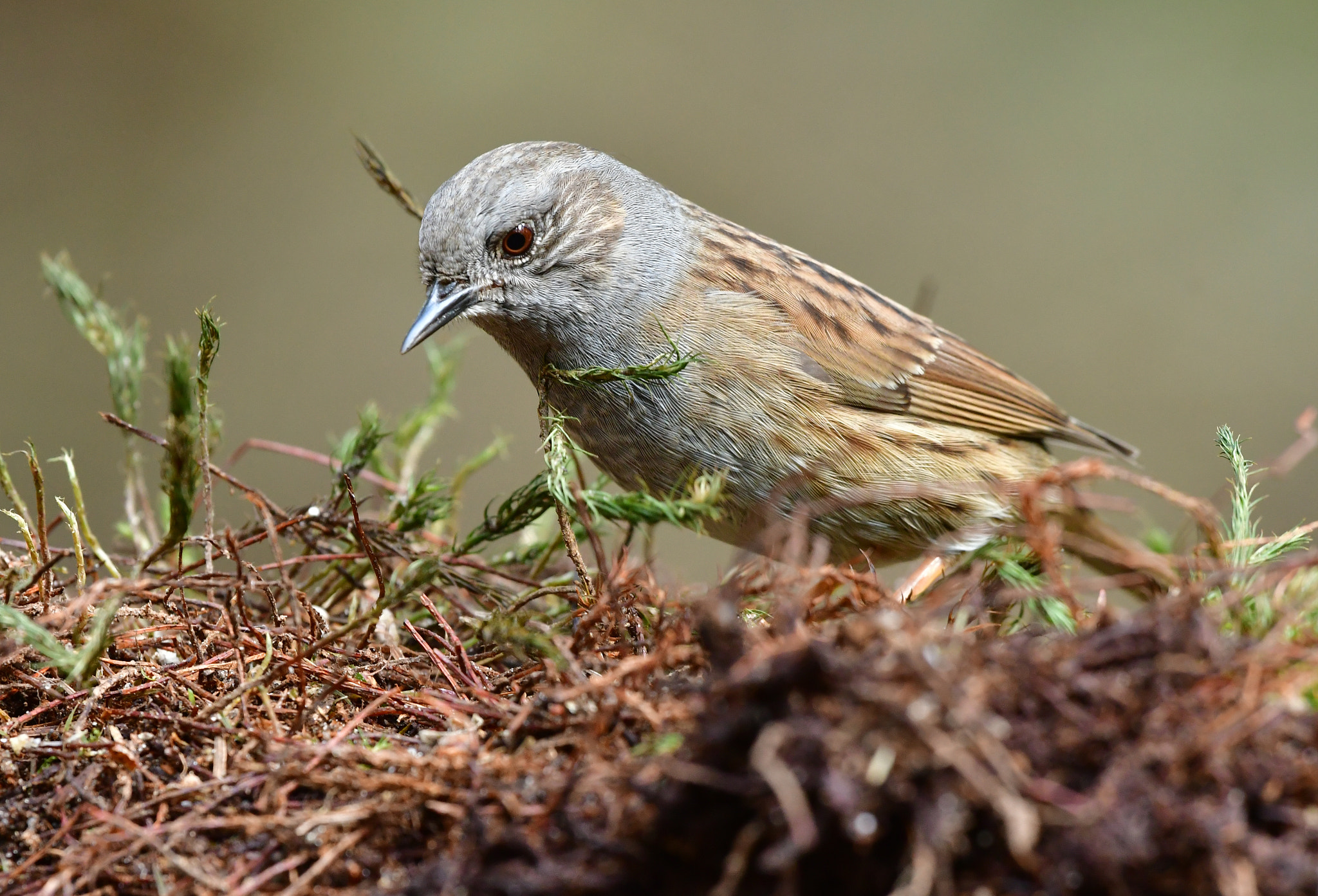 Nikon AF-S Nikkor 500mm F4G ED VR sample photo. Heggenmus photography