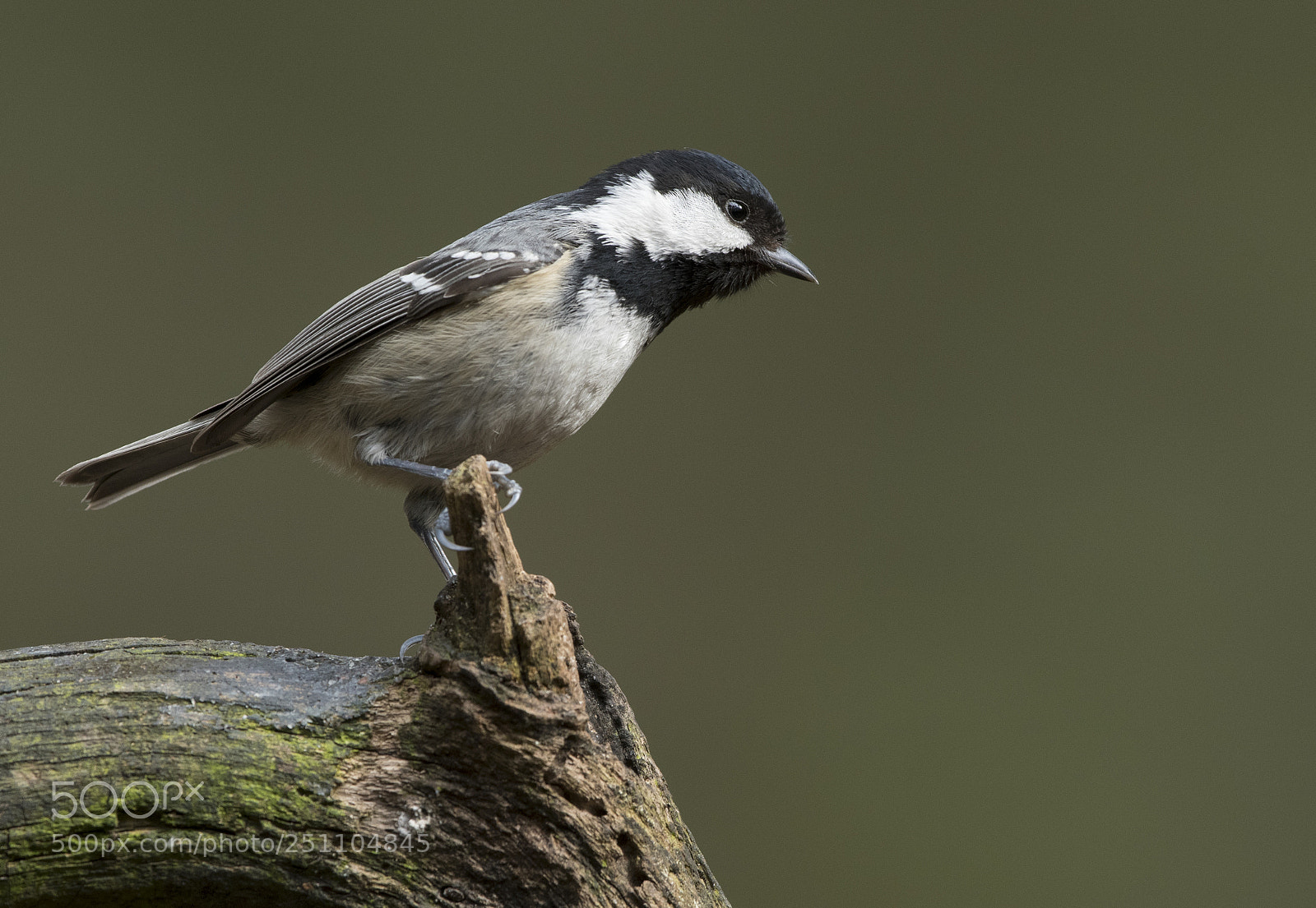 Nikon D500 sample photo. Zwarte mees photography