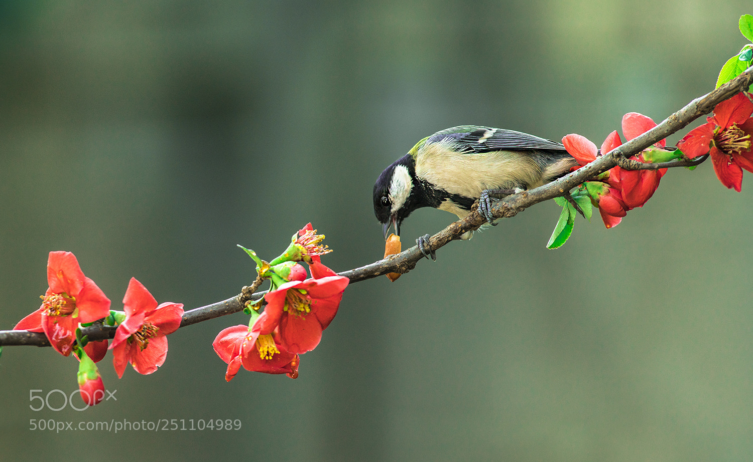 Sony a7R II sample photo. A great tit photography