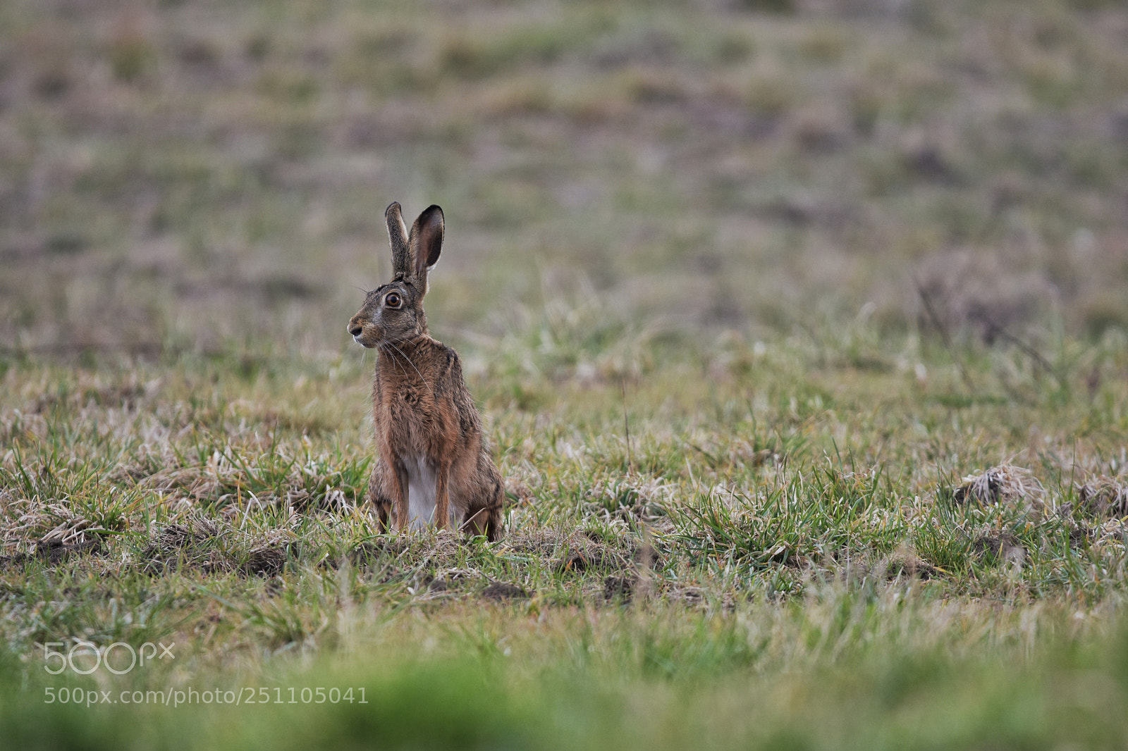Nikon D7200 sample photo. 'common hare lepus europaeus photography