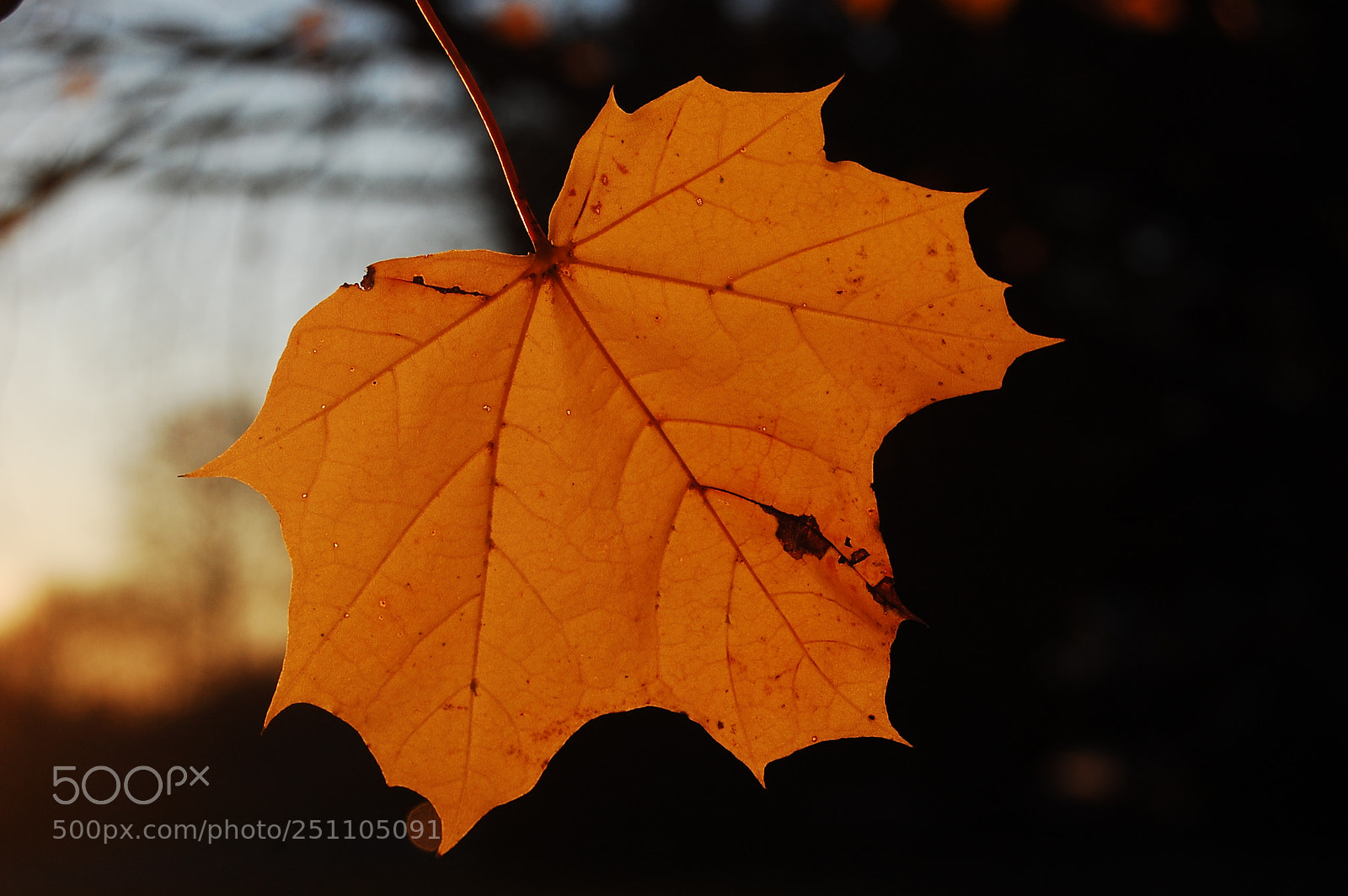 Nikon D40 sample photo. A yellow leaf photography