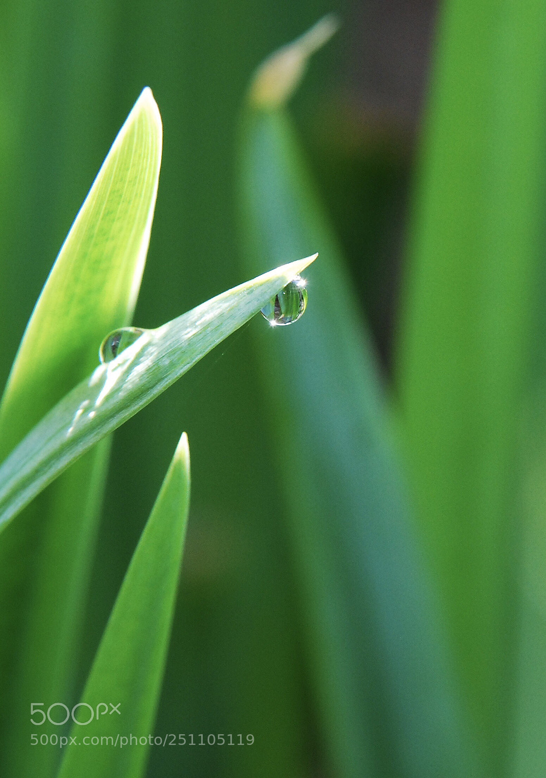 Nikon D80 sample photo. Spring here in korea photography
