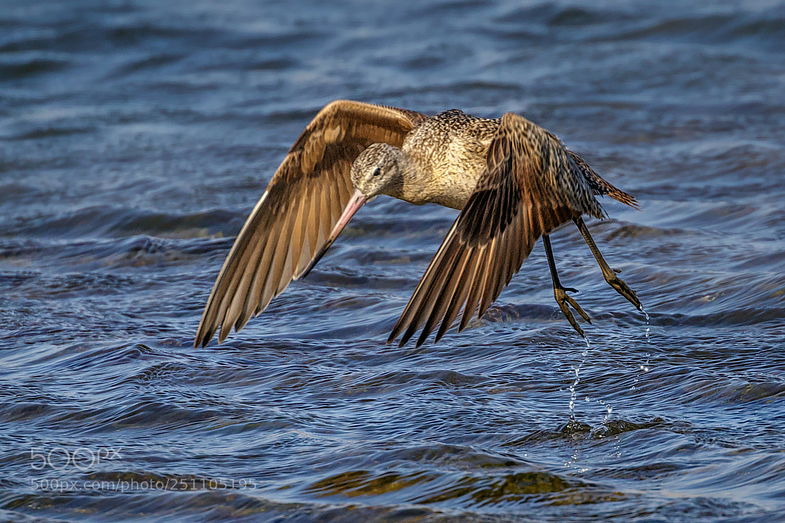 Canon EOS 7D Mark II sample photo. Marbled godwit take-off photography
