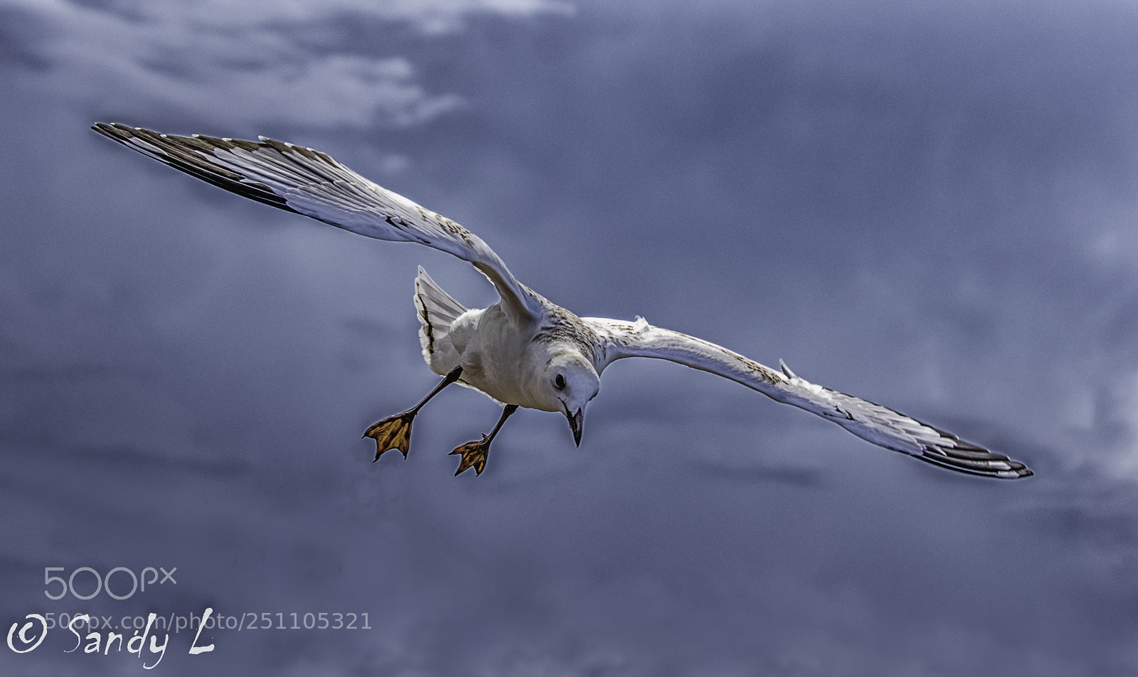 Canon EOS 7D Mark II sample photo. Seagulls flight photography