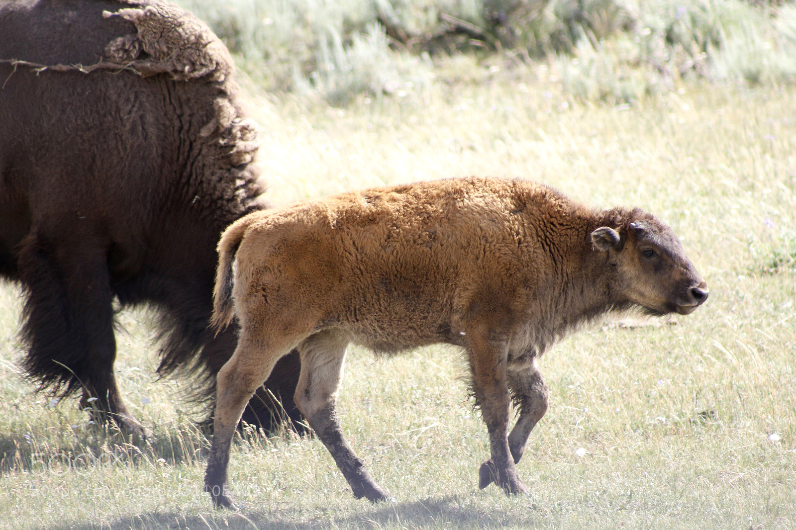 Canon EOS 1200D (EOS Rebel T5 / EOS Kiss X70 / EOS Hi) sample photo. Bison mother & calf photography