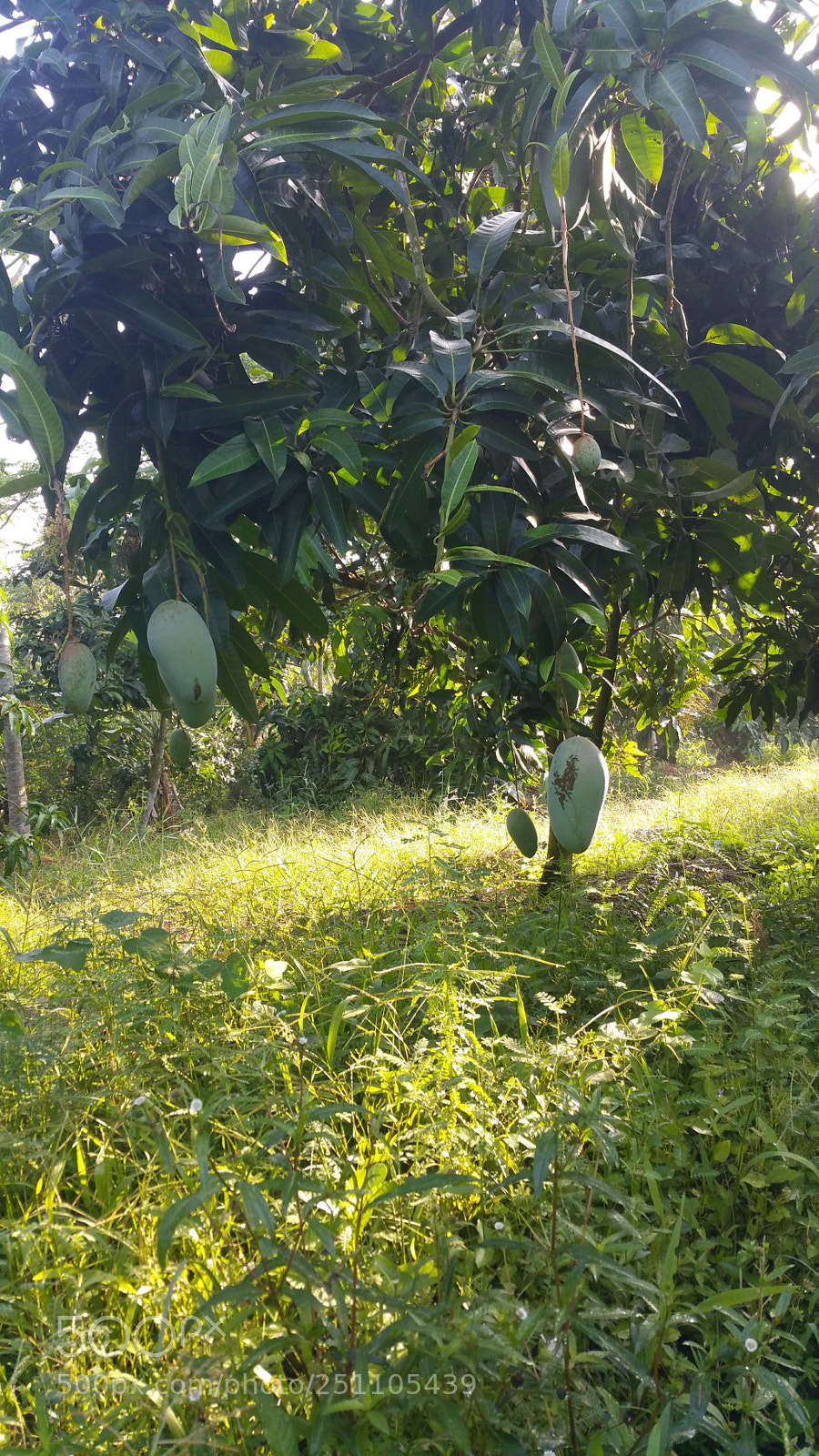Samsung Galaxy Note4 sample photo. Untitled photography