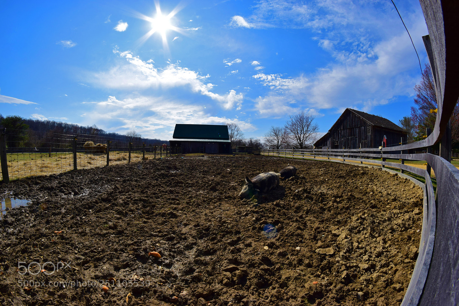 Nikon D5300 sample photo. Pigsty photography
