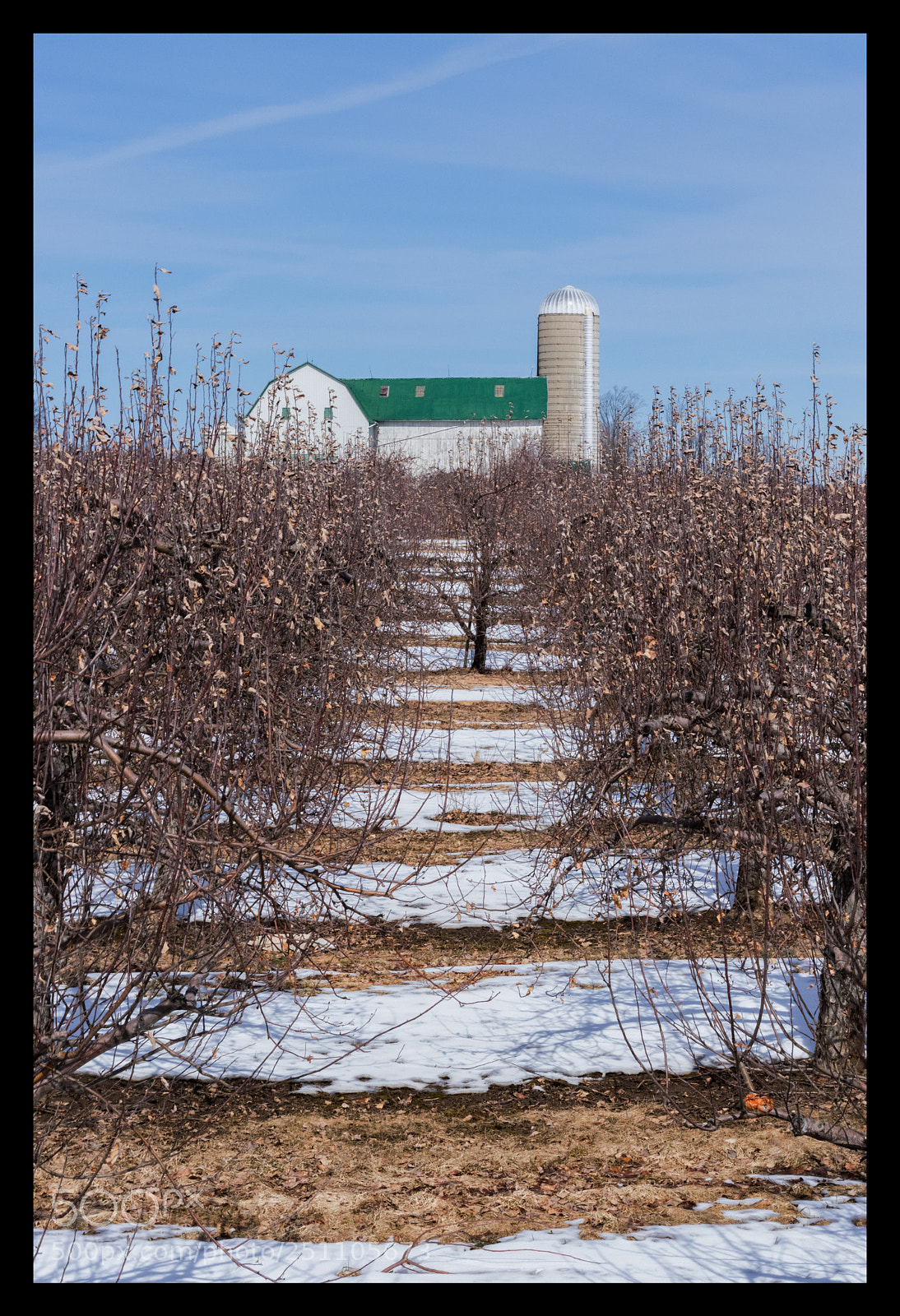 Nikon D3300 sample photo. In winter the orchard photography
