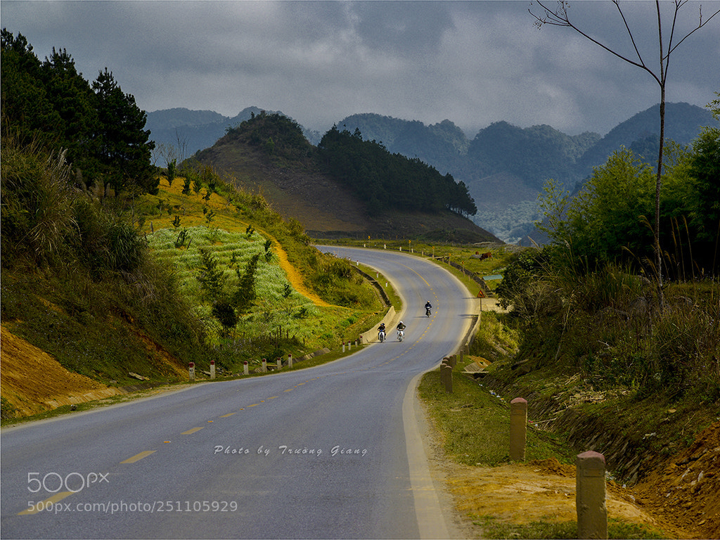Nikon D800E sample photo. Sunshine across the road photography