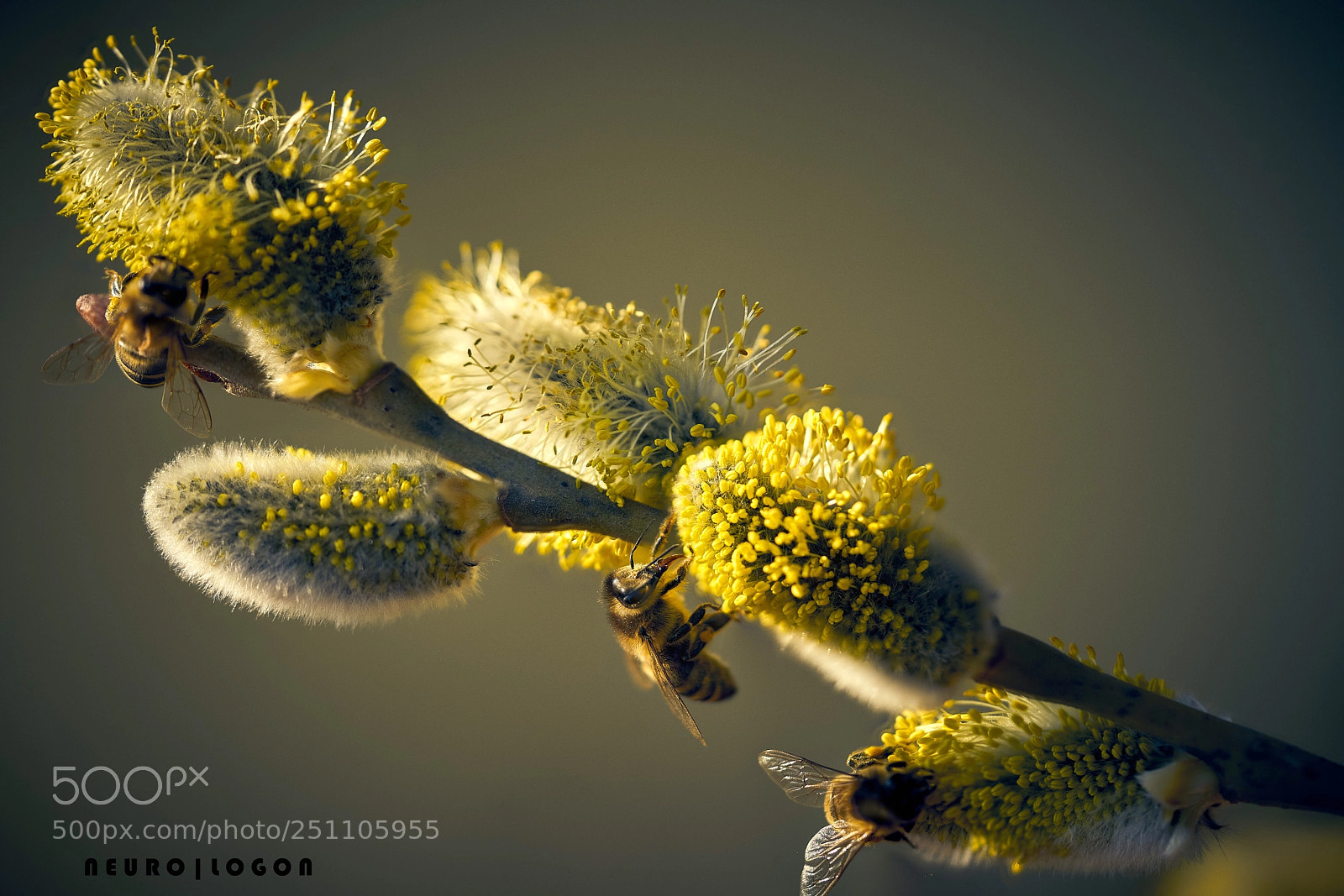 Sony a7R II sample photo. Three bees photography