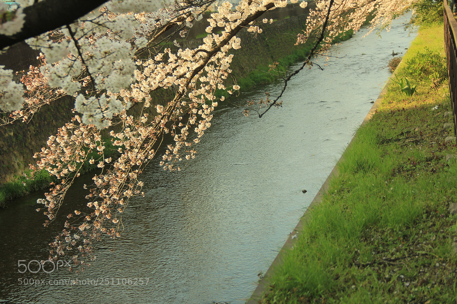 Canon EF-S 18-135mm F3.5-5.6 IS sample photo. Cherry blossoms along a photography