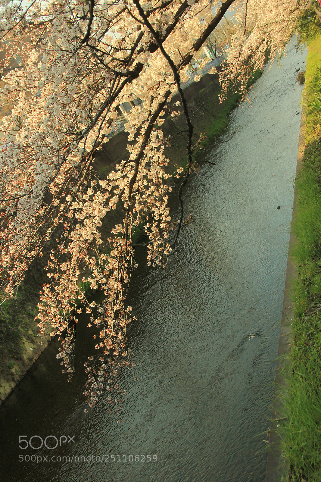 Canon EOS 60D sample photo. Cherry blossoms along a photography