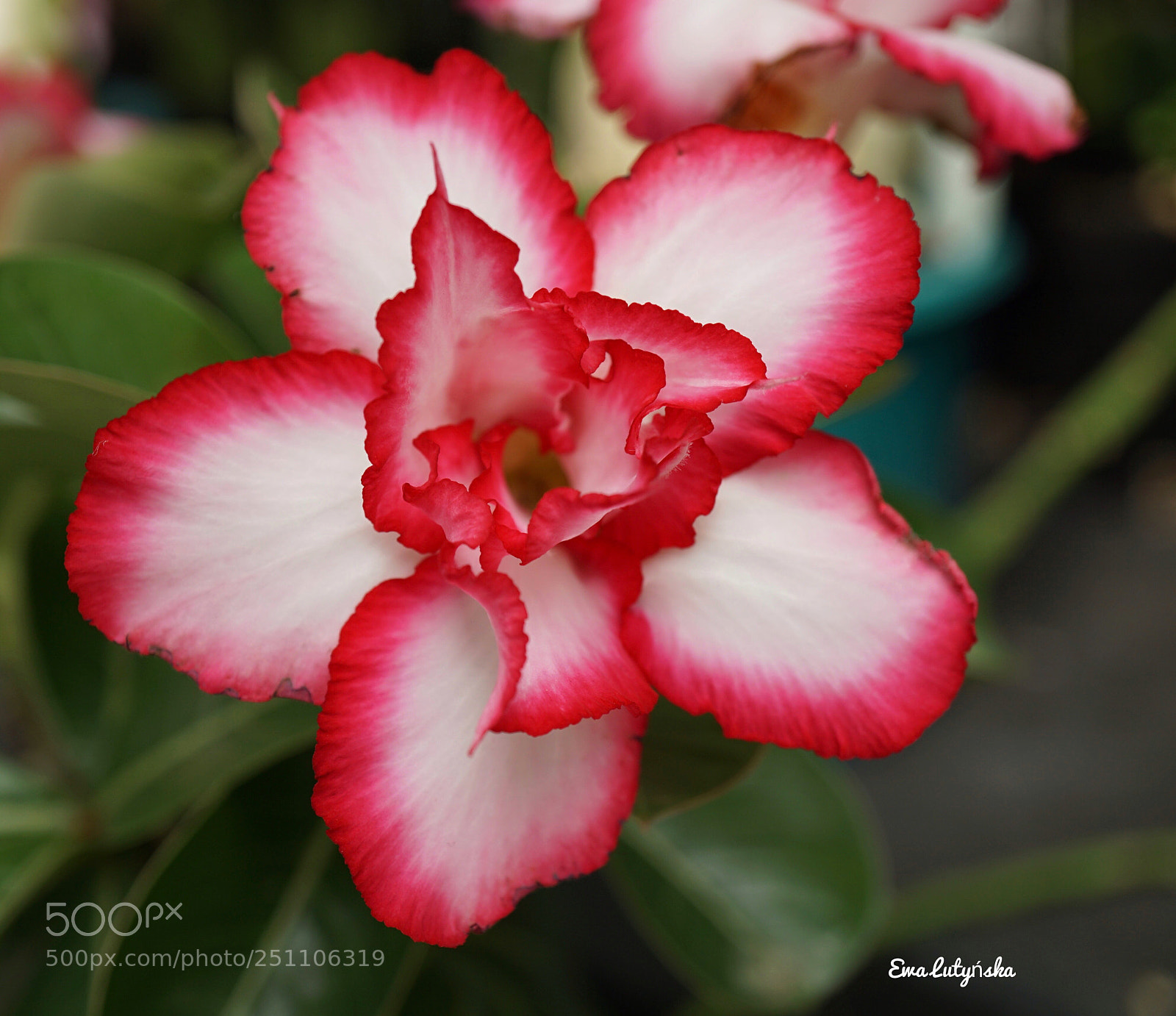 Sony a6000 sample photo. Desert rose... photography