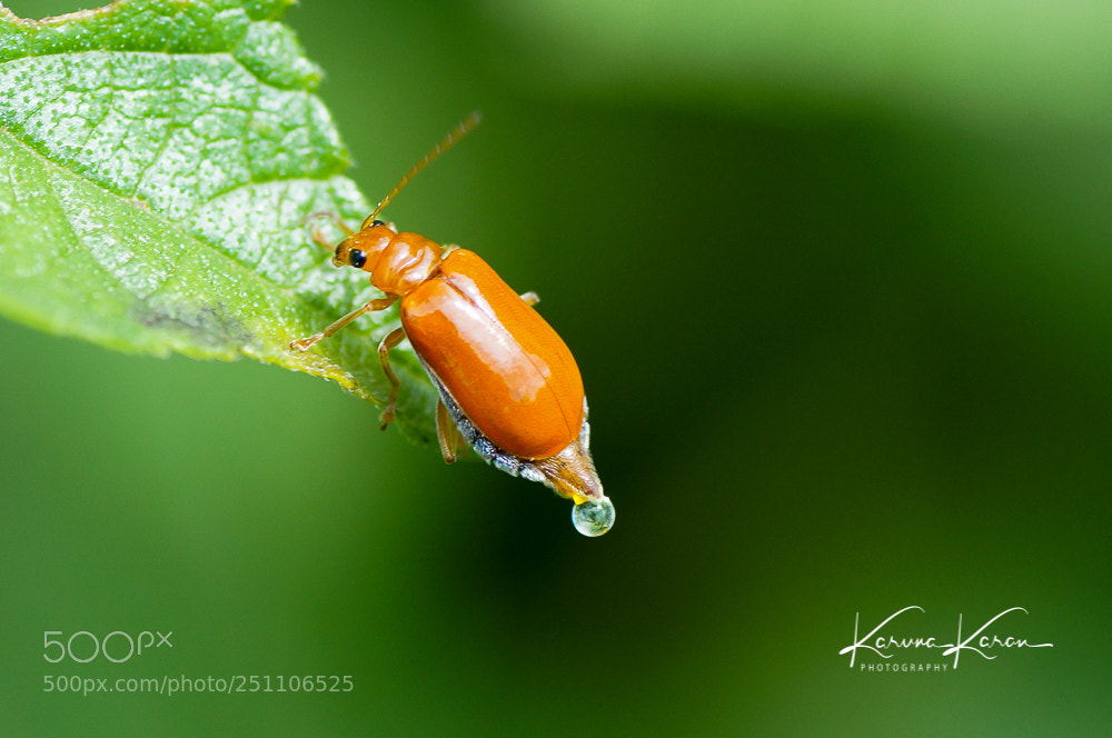 Sony SLT-A58 sample photo. Tiny beetle photography