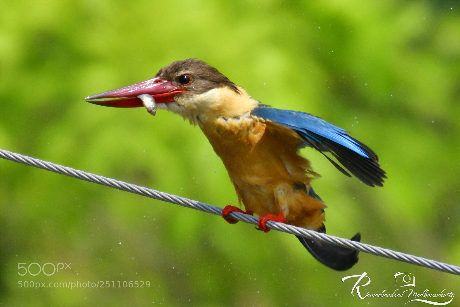Nikon D500 sample photo. Stork-billed king fisher photography